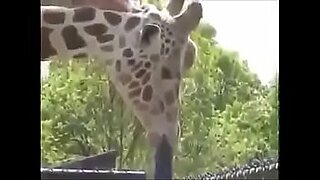 Girafa Safadinha,Se Lambuzando no Ferro Bem Dotado